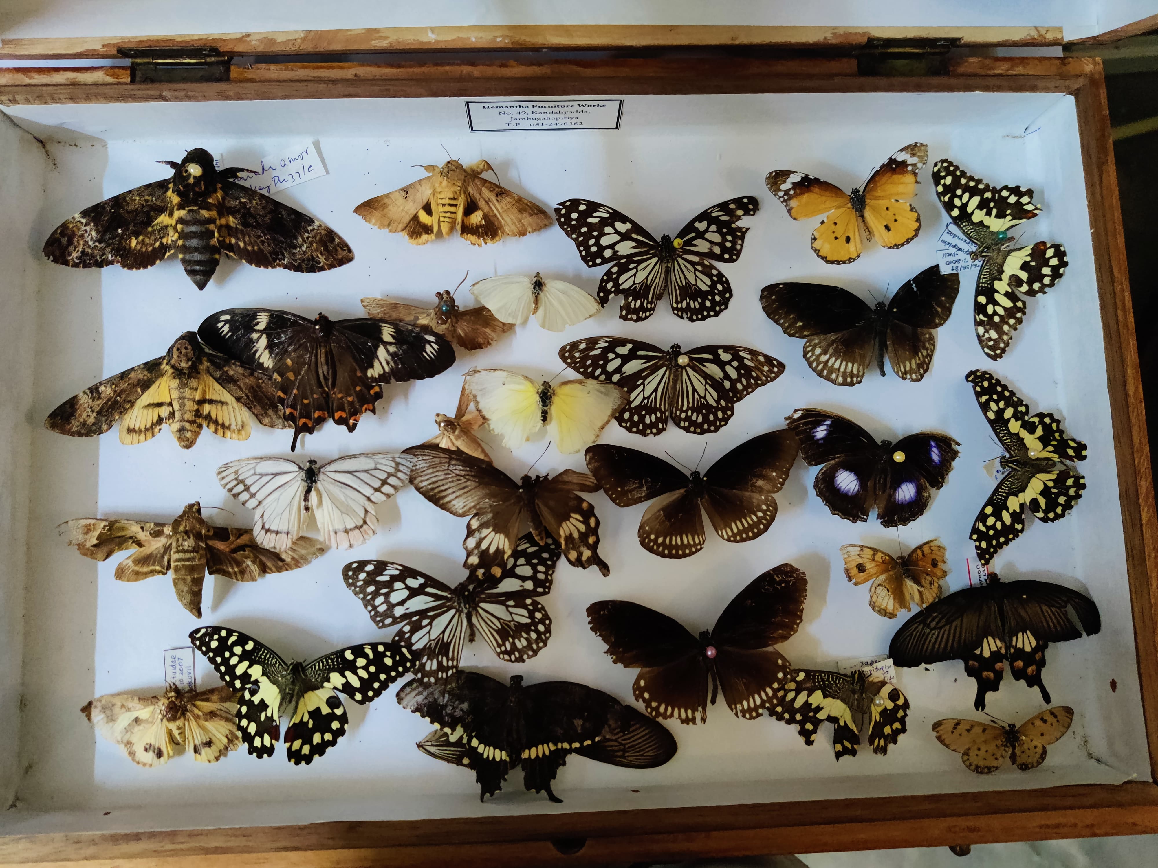 Insect Museum collection